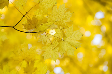 Yellow maple leaves on a twig in autumn