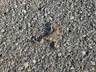 close up of flat dead frog on road asphalt 