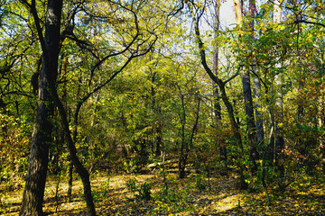    Landscape in the forest at the beginning of autumn, yellow and green leaves. selective focus   