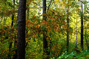    Landscape in the forest at the beginning of autumn, yellow and green leaves. selective focus   