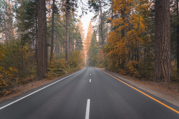 Road through scenic autumn forest