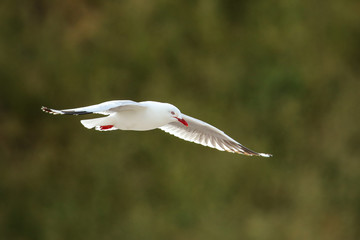 Red-billed gull in flight