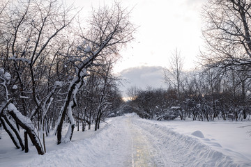 Obraz premium Winter landscape