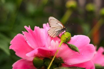  butterfly sits on a peony after rain