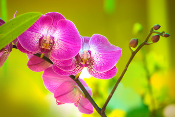 Orchid flowers are colorful
