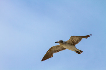 seagull in flight