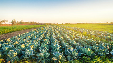 Cabbage plantations in the sunset light. Growing organic vegetables. Eco-friendly products....