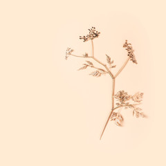 Dry flower branch on a soft beige background, flat lay, copy space. Minimal neutral flower background, top view.