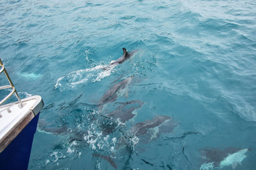 Dusky dolphins swimming near the boat off the coast of Kaikoura, New Zealand