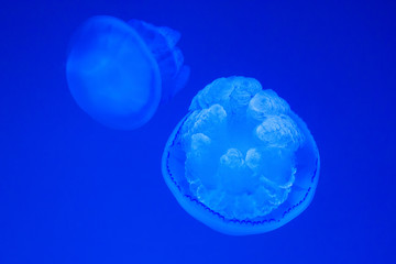Closeup of a beautiful marine jellyfish