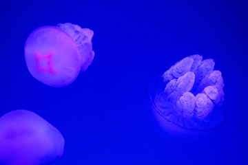Closeup of a beautiful marine jellyfish