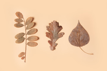 Autumn dry leaves lie in a row on a beige background