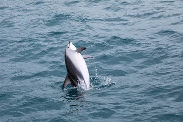 Dusky dolphin leaing out of the water