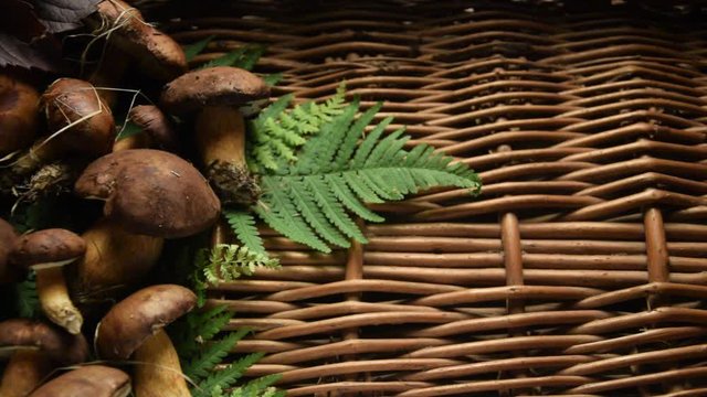 Funghi ft7109_0920 Mushrooms