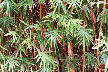 Naklejka na ściany i meble bamboo leaves