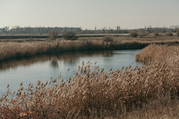 Banks of  river are overgrown with dry yellow reeds