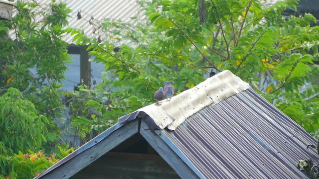 Red collared doves (Streptopelia tranquebarica) standing on barn roof in the morning