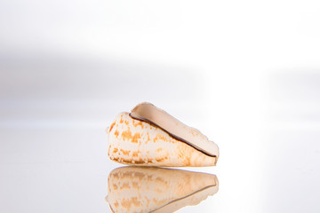 Seashell and reflection in glass on a white background