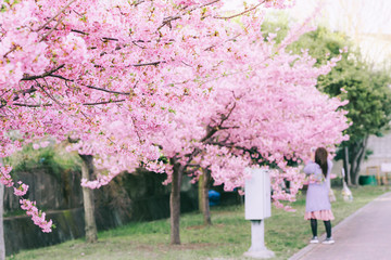 Happy travel woman and smile with sakura cherry blossoms tree on vacation while spring, asian