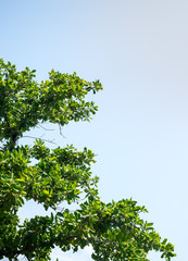 Green leaf tree on blue sky