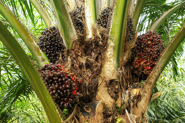 Close view of oil palm tree top with fruit