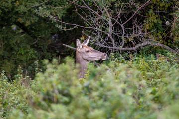 deer graze in the mountains of Abruzzo.  Cervus elaphus hippelaphus. Abruzzo, Molise and Lazio National park, Italy