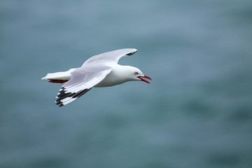 Red-billed gull flying at Taiaroa Head, Otago Peninsula, New Zealand