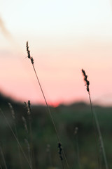 Sun disc on a red sky during sunrise over a meadow in the countryside.