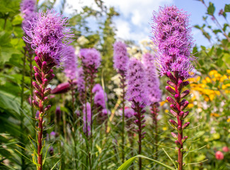 Pink flowers Albamar Liatra kłosowa 'Kobold' Liatris spicata| Albamar