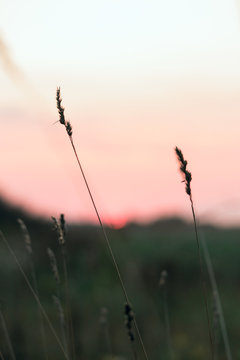Sun disc on a red sky during sunrise over a meadow in the countryside.