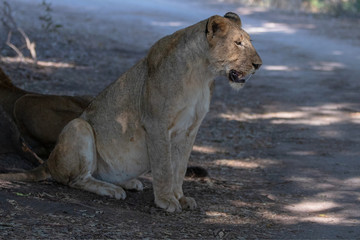 Full belly female lion sitting in the shade in Kruger National Park in South Africa
