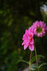 Fototapeta premium fuchsia pink Dahlie Zucht