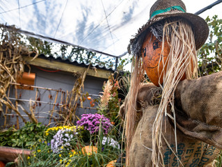 scarecrow in garden