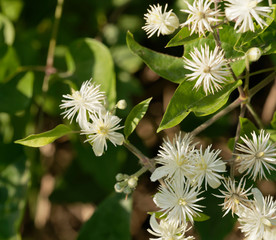 Clematis vitalba | Clématite des haies ou Clématite vigne-blanche, plante arbustive à floraison décorative blanc verdâtres, nombreuses étamines et folioles ovales et pointues