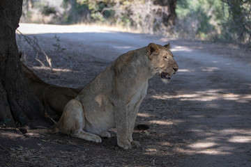 Naklejka na ściany i meble Lion panting while sitting in the shade in Kruger National Park in South Africa