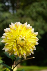 yellow white Dahlia, Dahlia