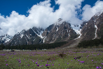 Fototapeta premium Yumthang Valley,Sikkim,India