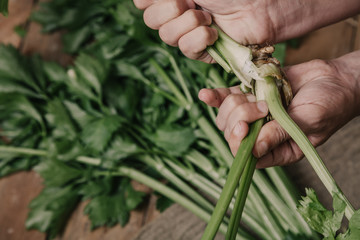 Hands share stalks of celery on green beam
