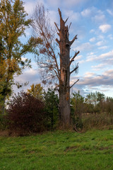 Old broken tree in nature reserve