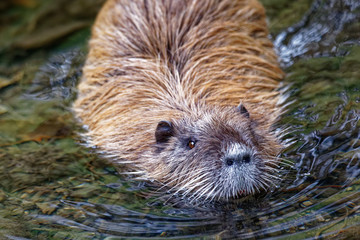 Nutria