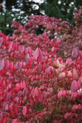 rote Blätter Herbst