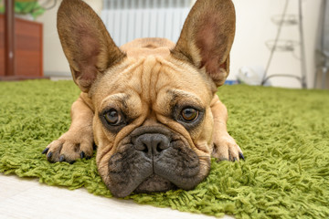 Small puppy of french bulldog lie on the green carpet
