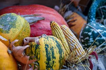 pumpkins and gourds in garden