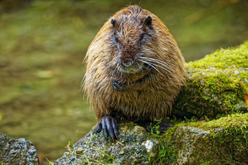 Nutria