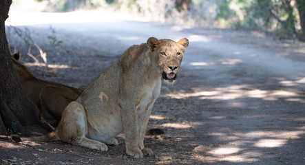 Female lion sitting in the shade in Kruger National Park in South Africa