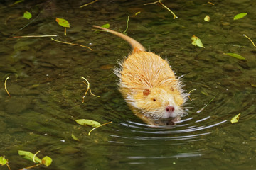 Nutria