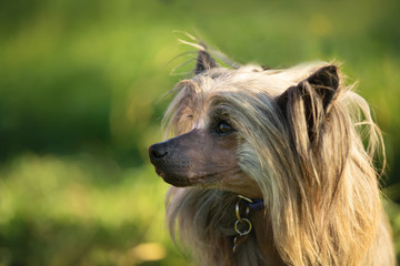 Close-up Portrait of beautiful hairless Chinese Crested Dog in summer at sunset
