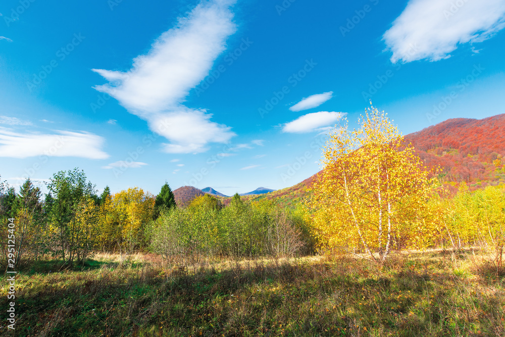 Wall mural wonderful landscape in autumn. birch trees in yellow foliage. distant mountain in fall colors. sunny