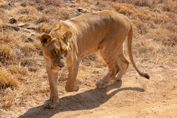 Obraz na płótnie Canvas Lioness in South Africa