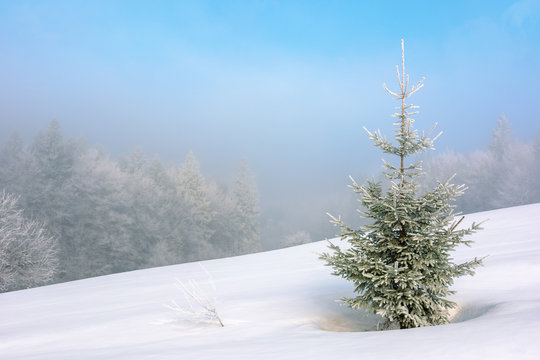 little fir tree on a snow covered meadow. mysterious winter scenery in foggy weather conditions. distant forest in haze